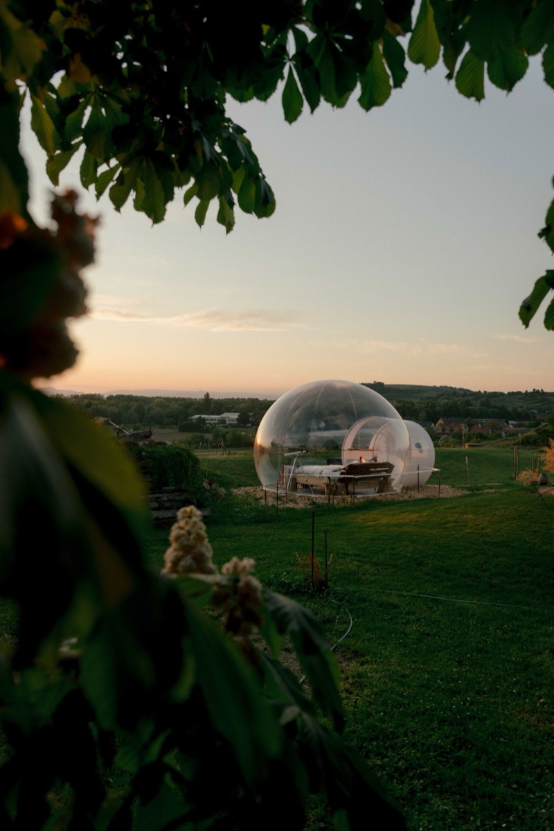 A transparent bubble tent in a meadow at sunset, framed by chestnut leaves